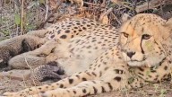 Indian-born cheetah gives birth to five cubs in Kuno National Park