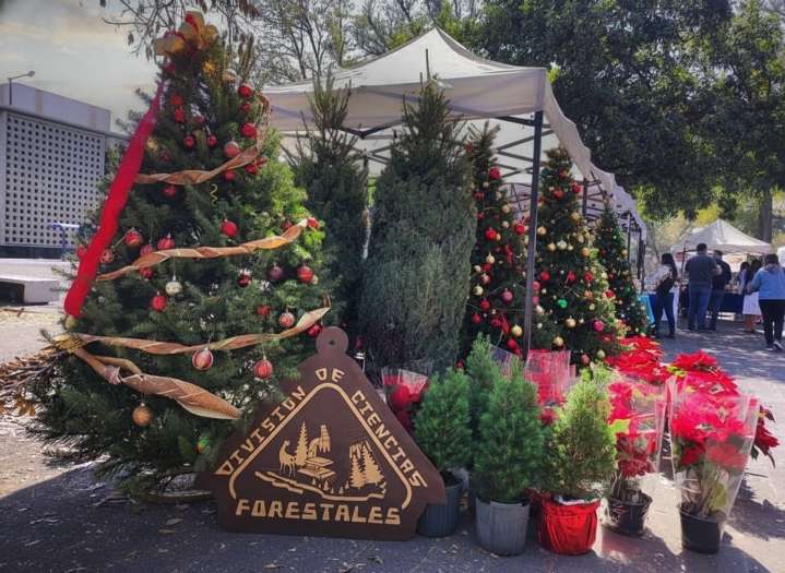 Chapingo venderá árboles de Navidad cultivados de forma sustentable