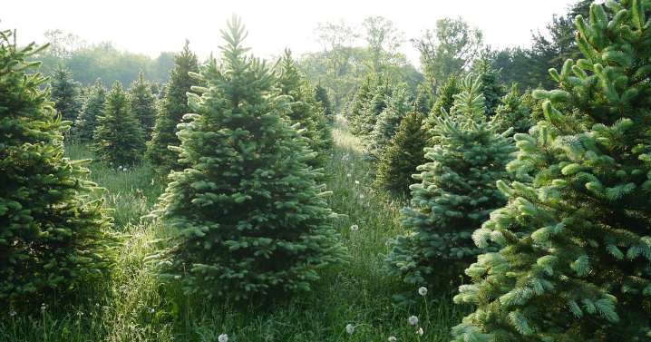 Brits facing disastrous Christmas tree shortage and price hike because of the weather