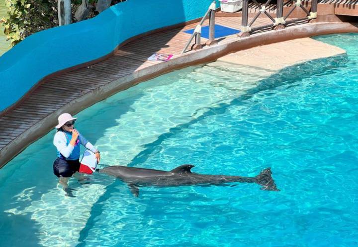 Solicitan inspección a delfinarios por denuncias de reproducción de cetáceos en Q. Roo