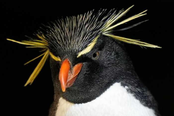 Much like a nursing home, penguins at a Boston aquarium can age with dignity