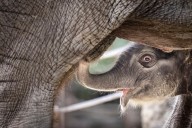 Columbus Zoo's newest baby elephant to be named by public vote