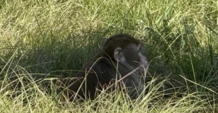 Tres monos de laboratorio infectados con COVID-19 escapan tras accidente en EU; uno sigue suelto