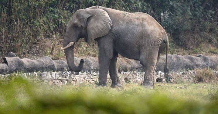 'World's loneliest elephant' dies in isolation after battling fatal virus