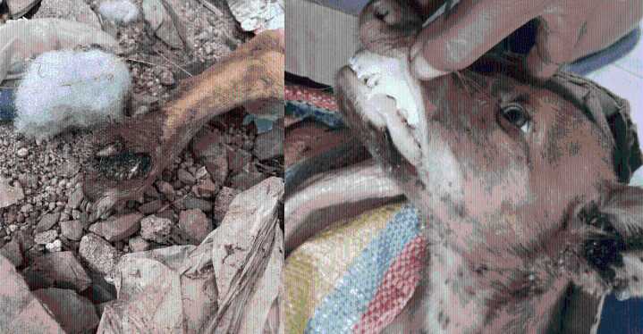 Salvemos a Caribe: el caso crítico de un cachorro que lucha por su vida Huella Felices ha iniciado una campaña urgente de apadrinamiento y donaciones para el costoso tratamiento.