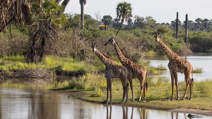 Which Tanzanian national park is right for you?