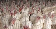 Washington resident infected with different strain of bird flu, health officials say