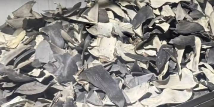 Incautan más de 12 toneladas de aletas de tiburón en Perú, valorizadas en 15 millones de dólares y con destino a Asia
