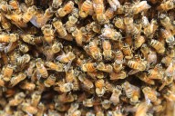 Ataca enjambre de abejas a visitantes del Panteón Guadalupe en Monclova