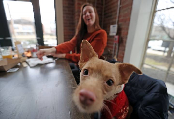 Dogs deserve a Thanksgiving feast too: Cleveland businesses offer pet