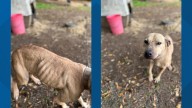 Dogs rescued, arrests made in dogfighting ring in Chester County