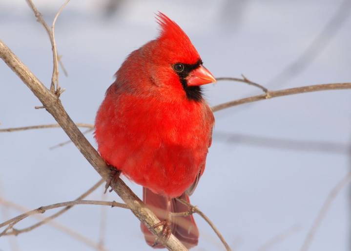 How do birds survive our winters? What species stick around? Webinar tonight