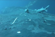 Rare footage shows sucker fish as they whale-surf in the ocean’s wildest joyride – Winnipeg Free Press