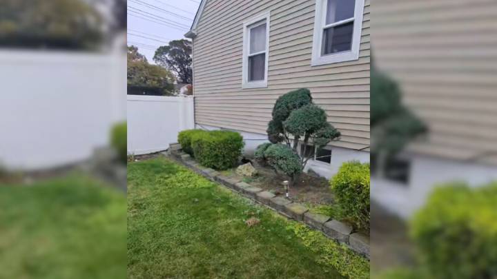 New York Man’s Walk Turns Into Rescue After Hearing Rustling And Spotting A Lost Animal