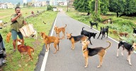 What Supreme Court said on stray dogs menace, relocation and public safety
