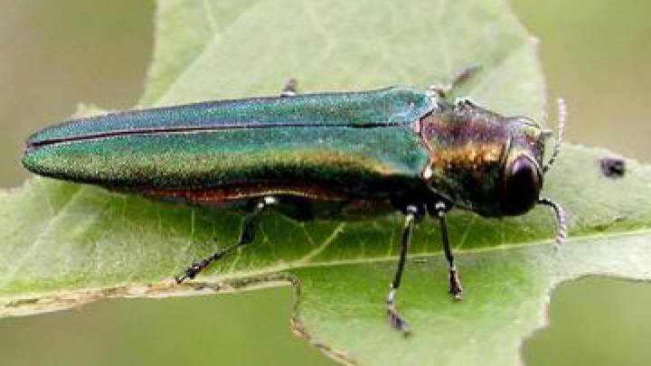 Invasive emerald ash borer spreading rapidly across Maine