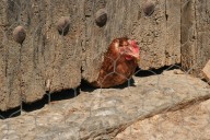 España prohíbe criar aves al aire libre ante el aumento del riesgo de gripe aviar