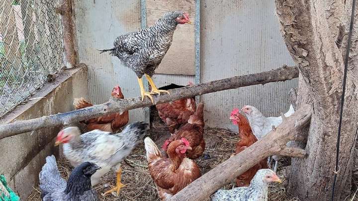 Más de 27.000 gallineros domésticos tendrán que confinar aves en Galicia