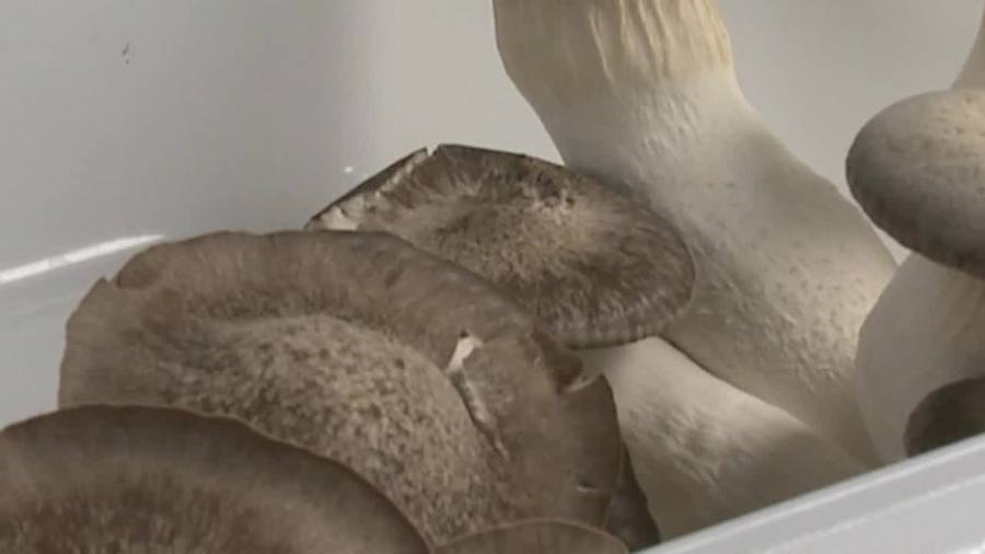 Magic mushrooms as medicine: What to know