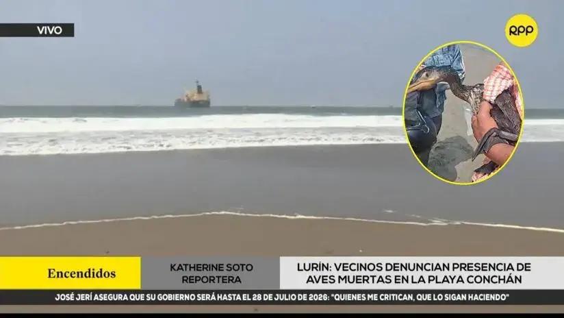 Lurín: vecinos denuncian hallazgo de aves muertas en playa Conchán y alertan olor a petróleo