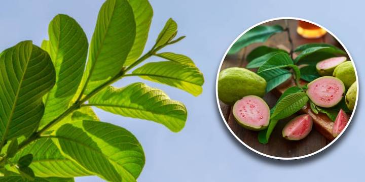 Por qué es bueno consumir té de hoja de guayaba en temporada de frío