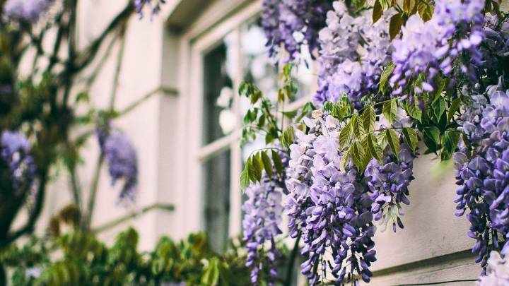 Cómo hago para que mi planta de glicina trepe la pared y se transforme en una cascada de flores