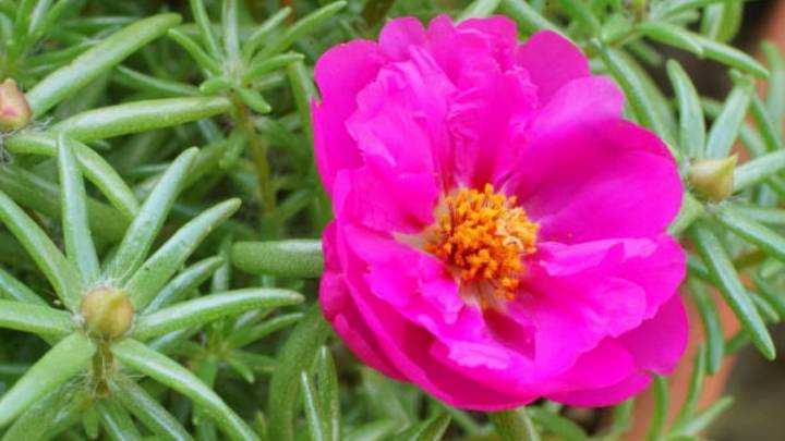 La planta que florece incluso en macetas pequeñas y resiste semanas sin riego