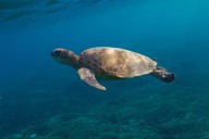 New data reveals how Australia’s threatened reptiles and frogs are disappearing