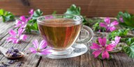 Malva, el aliado herbal para combatir el frío de diciembre y cuidar tu sistema respiratorio