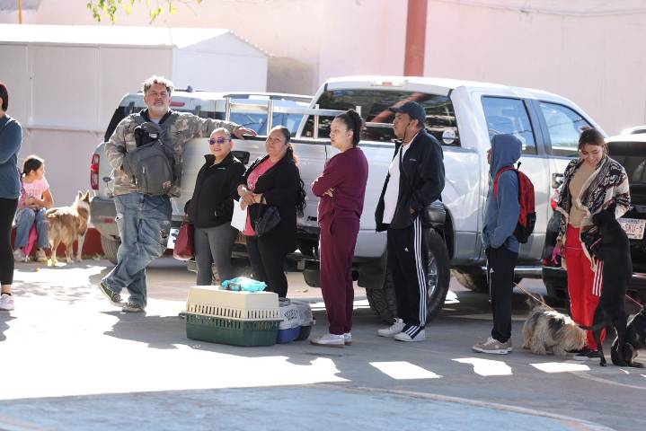 Continuarán mañana esterilizaciones gratuitas de mascotas en la Primaria Ignacio Manuel Altamirano