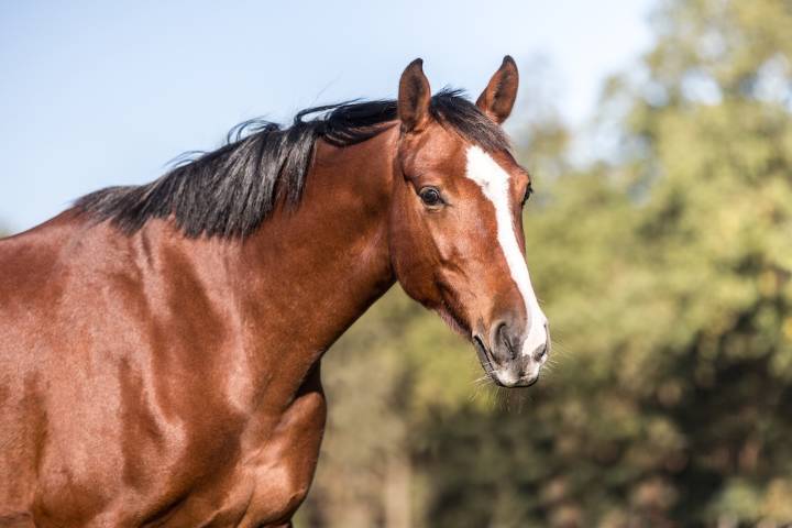 These horses with emotional support stuffies will melt your heart