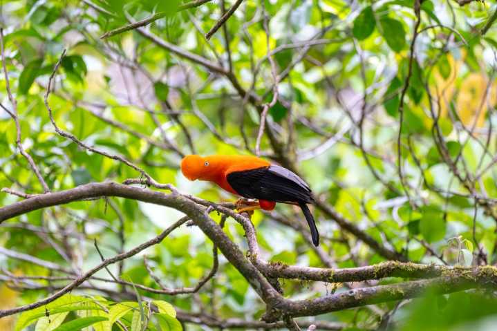 Oxapampa: Kowen Antami cumple dos años impulsando la conservación y el desarrollo sostenible