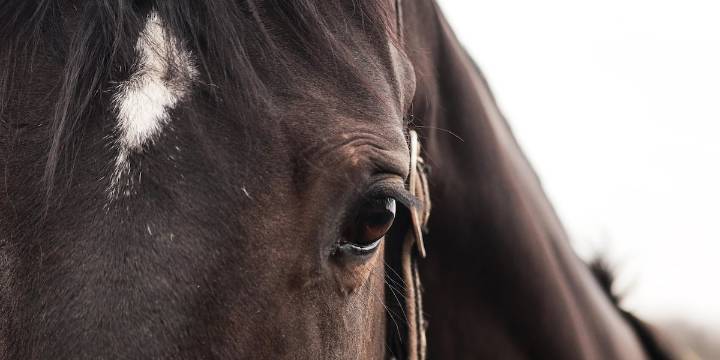 11 horses seized in Aiken County; 1 person arrested