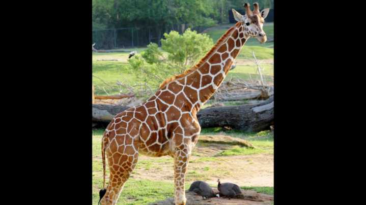 Caldwell Zoo's giraffe euthanized due to severe infection