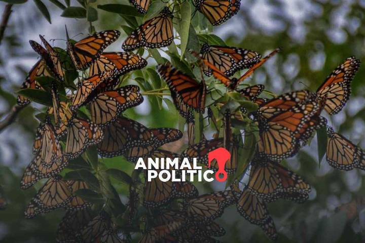 Con “etiquetas” acompañan el vuelo de la mariposa Monarca en su migración otoñal a México