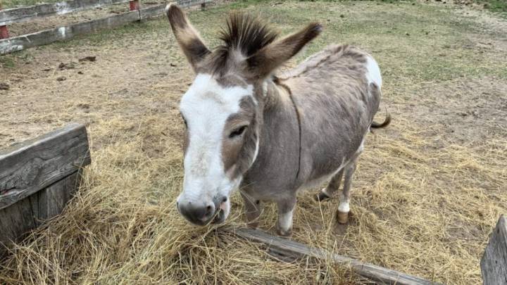 Mennonites Unveil New Mascot