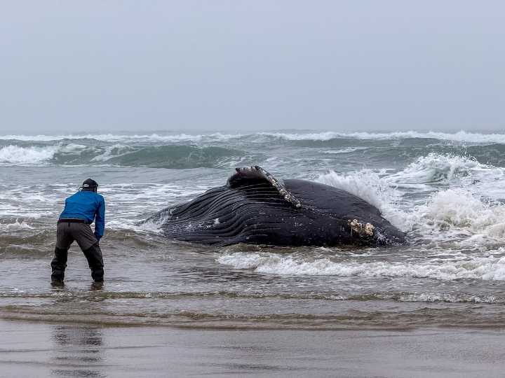 Humpback whale stranded on the Oregon Coast to be euthanized