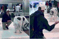 Great Pyrenees Goes to Airport To Greet Owner, Hysterics at What’s Captured
