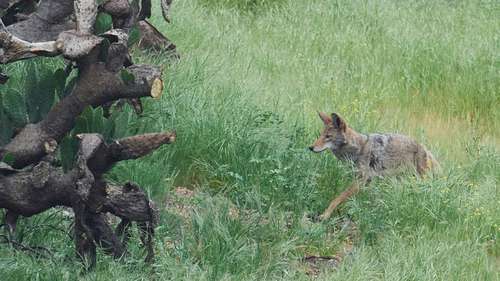 Drought linked to increased conflict between humans and wildlife in California: Study