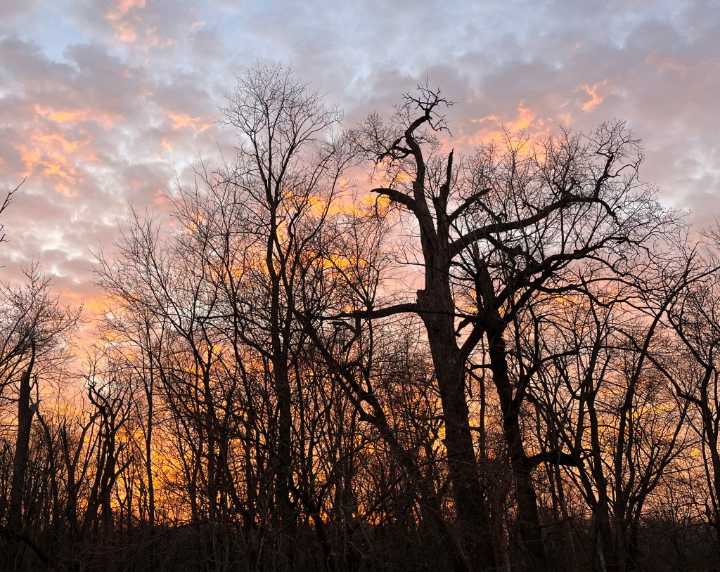 Spooky trees are full of life