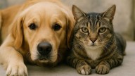 Perro o gato: la mascota ideal para una vida longeva