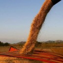 Después de la euforia de septiembre, la liquidación del agro se derrumbó un 56% en octubre