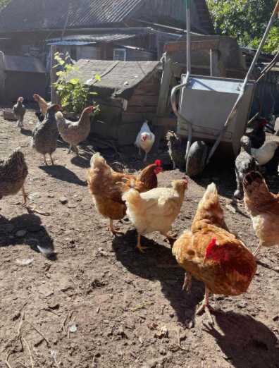 Alerta en salud pública: confirman el primer caso humano de la cepa H5N5 de gripe aviar