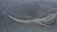 El asombroso secreto que ocultan los desechos de los reptiles: la solución definitiva a la gota y los cálculos renales