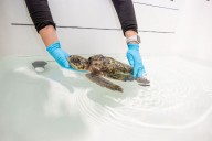 Hundreds of turtles face deadly cold on Cape Cod; NE Aquarium gives life