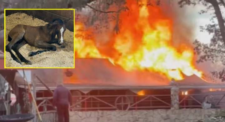 7 horses killed in massive early-morning blaze at Plainville, Massachusetts riding arena, farm