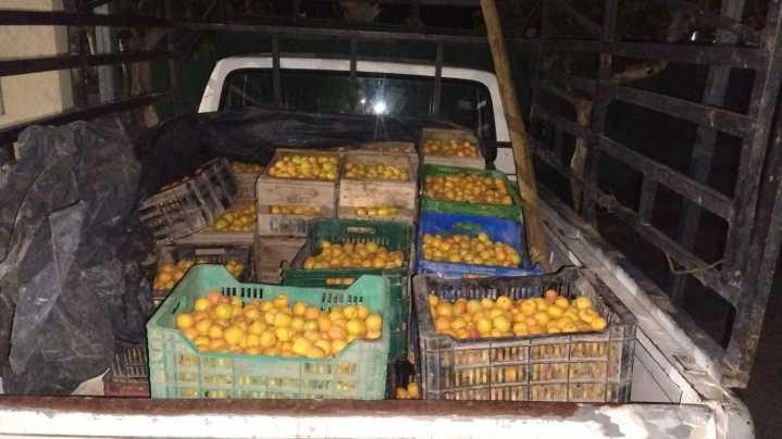 Detuvieron a una pareja con 700 kilos de damascos robados