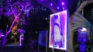 Lights On: A Nighttime Art Experience at Brevard Zoo Runs to Jan.18