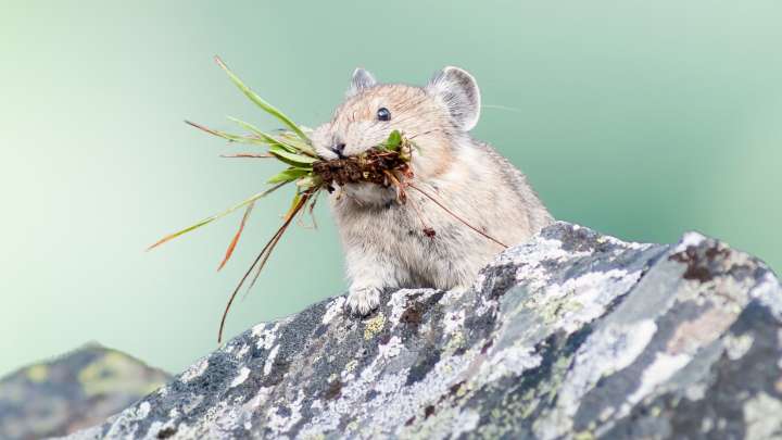 Rocky Mountain National Park's Cutest Resident "Yells" At Hikers, But Not For Much Longer