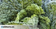 Cómo se cocina el kale y tres recetas para disfrutar de este ingrediente versátil y nutritivo